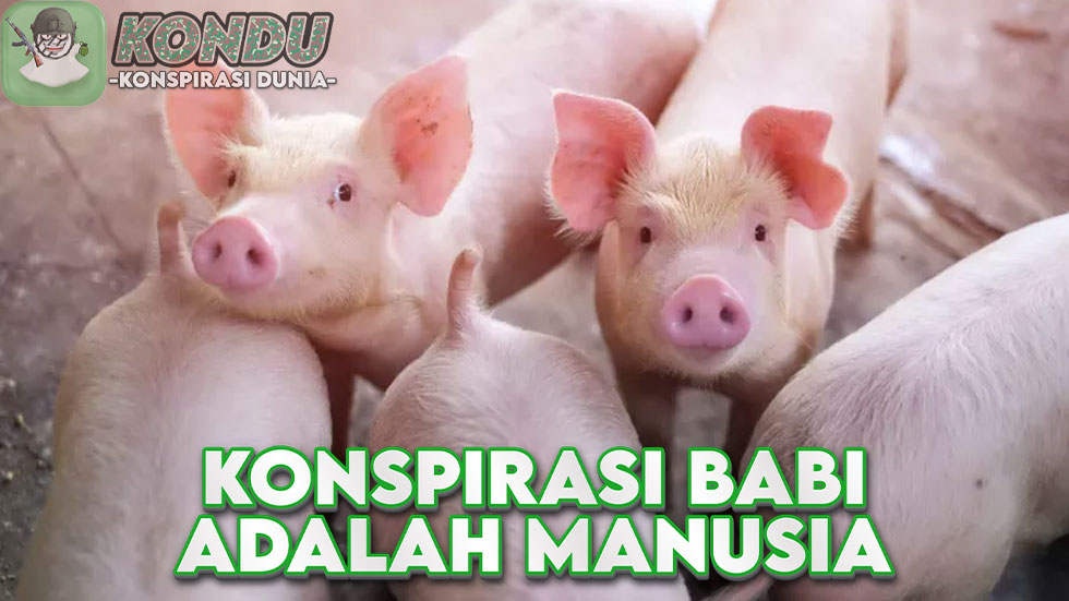 Konspirasi Babi