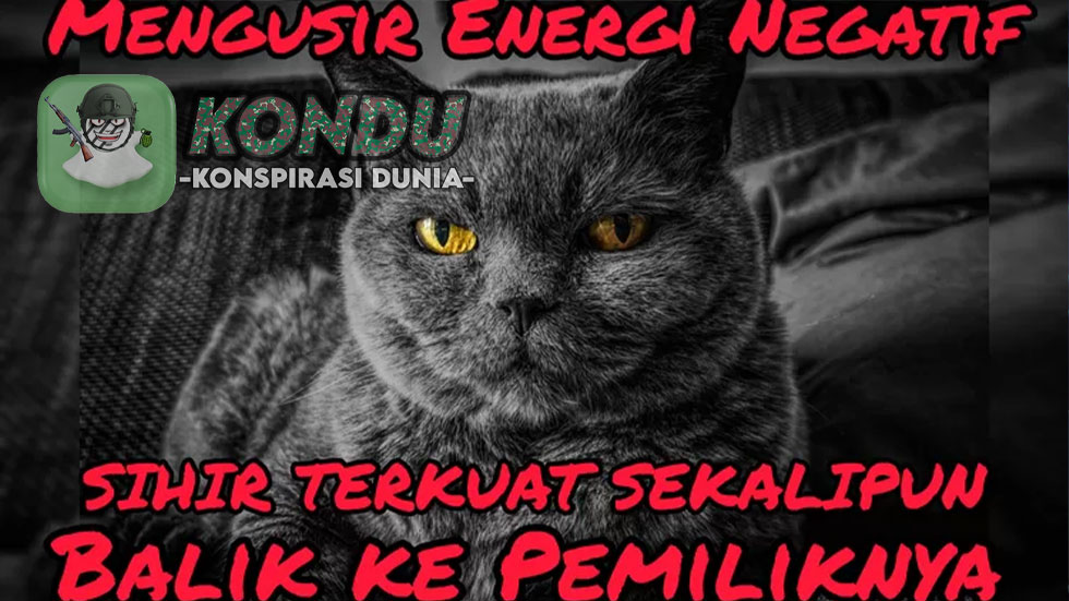 Konspirasi Apa Benar di Dekatin Kucing Karena Aura Negatif ?