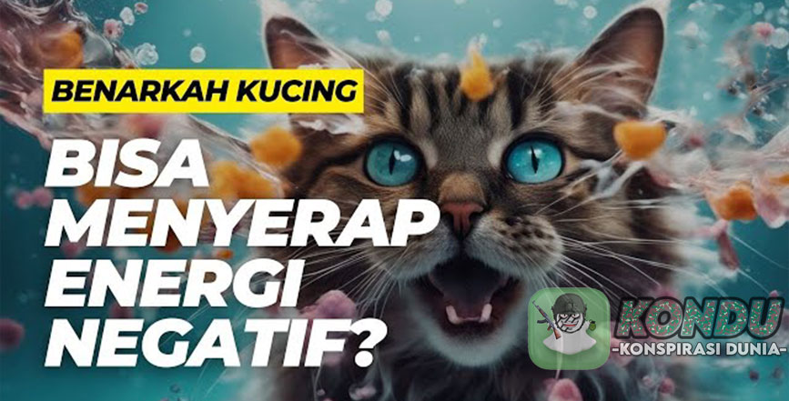 Konspirasi Apa Benar di Dekatin Kucing Karena Aura Negatif ?