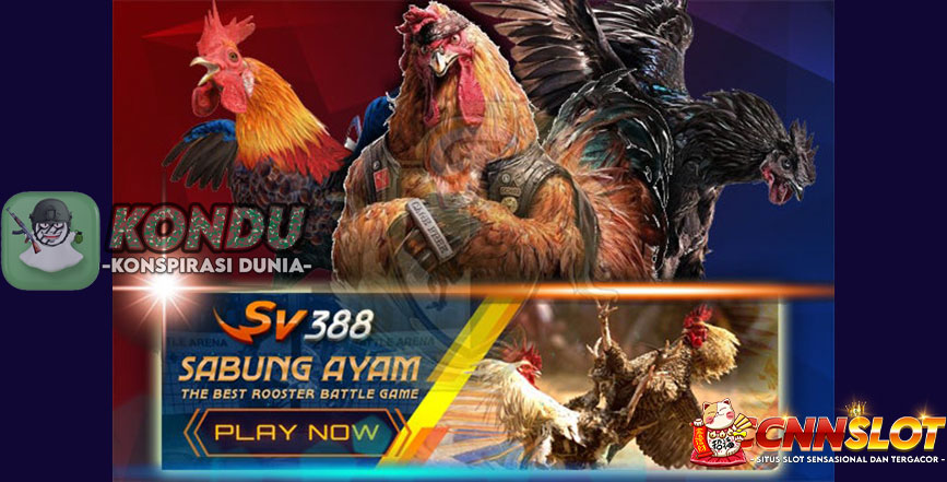 Cara Judi Sabung Ayam diSitus Online Terpercaya Indonesia 