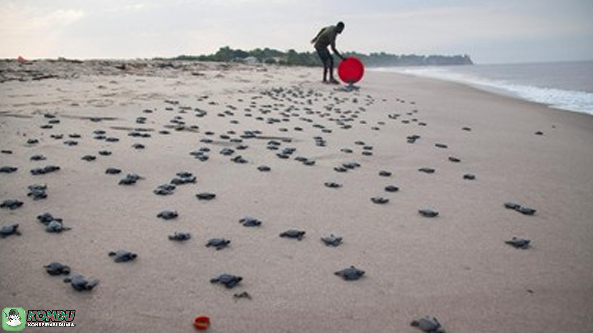 Penyu, Pantai Peneluran, dan Konspirasi Ancaman Lingkungan