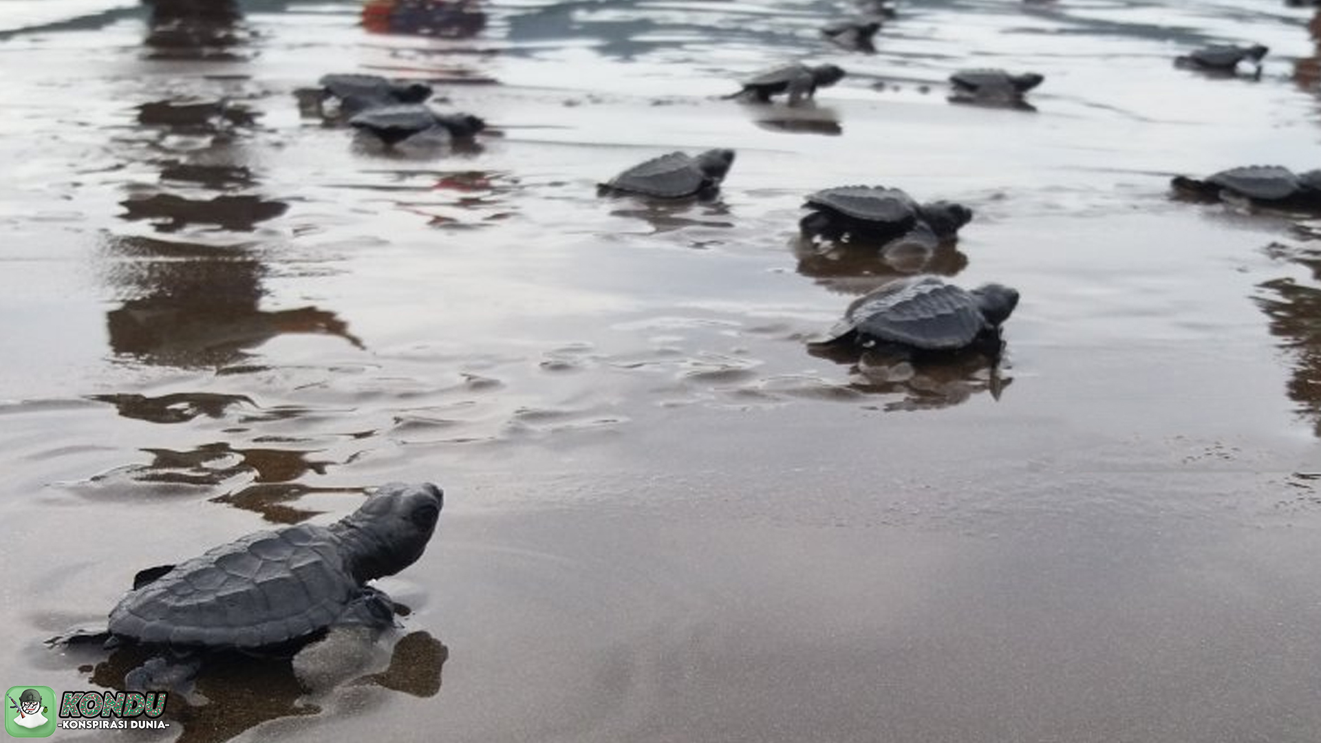 Penyu, Pantai Peneluran, dan Konspirasi Ancaman Lingkungan